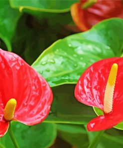 Anthurium Flamingo Flowers Paint By Number