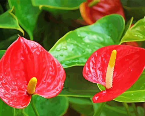 Anthurium Flamingo Flowers Paint By Number