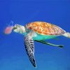 Turtle Eating Jellyfish Paint By Number