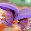 Two Purple Mushroom Paint By Number