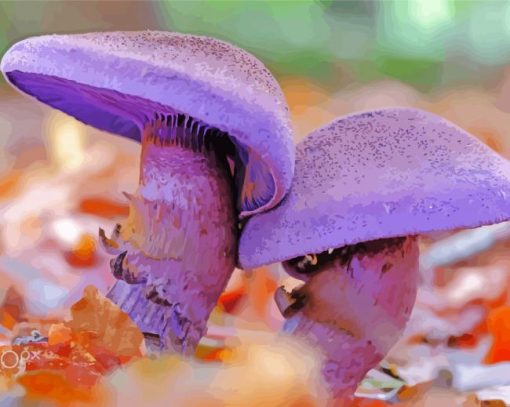 Two Purple Mushroom Paint By Number