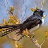 Willy Wagtail Bird Paint By Number