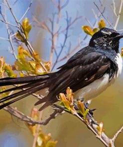 Willy Wagtail Bird Paint By Number