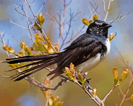 Willy Wagtail Bird Paint By Number