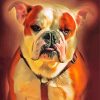 American Bulldog Paint By Number