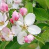 Apple Blossoms Paint By Number