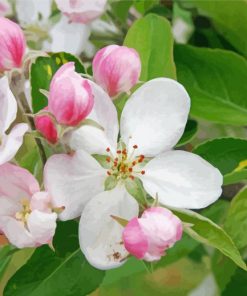 Apple Blossoms Paint By Number