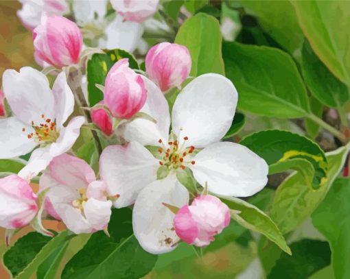 Apple Blossoms Paint By Number