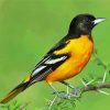 Baltimore Oriole Bird Paint By Number