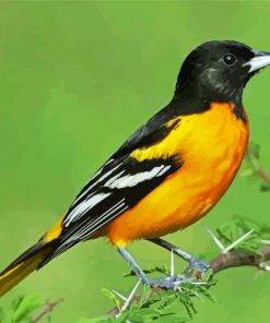 Baltimore Oriole Bird Paint By Number