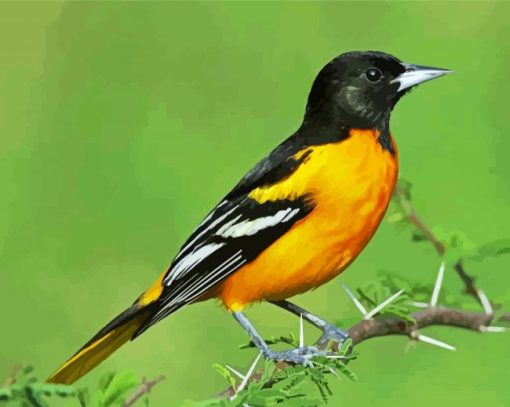 Baltimore Oriole Bird Paint By Number