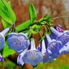 Bluebells Flowers Paint By Number