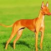 Brown Podenco Dog Paint By Number