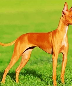 Brown Podenco Dog Paint By Number