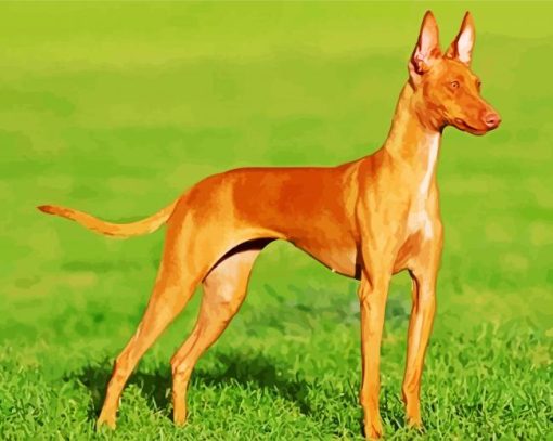 Brown Podenco Dog Paint By Number