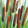 Cattail In Lake Paint By Number