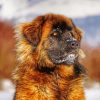 Close Up Leonberger Paint By Number