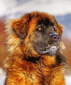 Close Up Leonberger Paint By Number