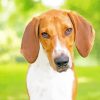 American Foxhound Paint By Number