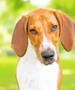 American Foxhound Paint By Number