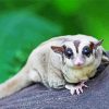 Cute Sugar Glider Paint By Number