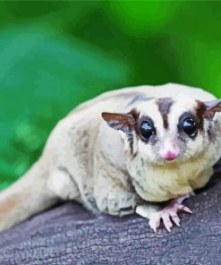 Cute Sugar Glider Paint By Number