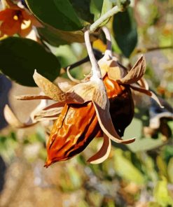 Dried Jojoba Plant Paint By Number