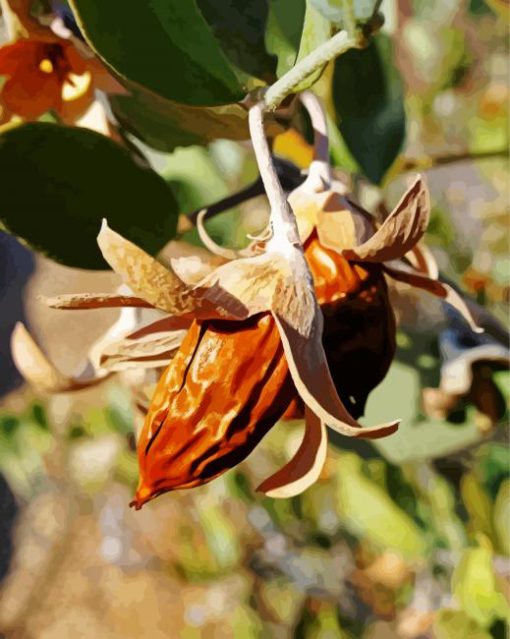 Dried Jojoba Plant Paint By Number