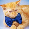 Ginger Cat With Bow Tie Paint By Number