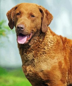 Golden Chesapeake Puppy Paint By Number