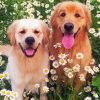 Golden Retriever in Daisies Paint By Number