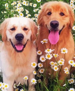 Golden Retriever in Daisies Paint By Number