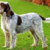 Italian Spinone Dog Paint By Number