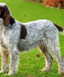 Italian Spinone Dog Paint By Number