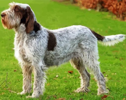 Italian Spinone Dog Paint By Number