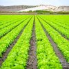 Lettuce Fields Paint By Number