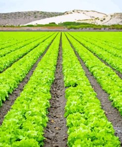 Lettuce Fields Paint By Number