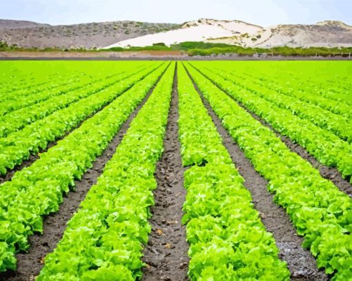 Lettuce Fields Paint By Number