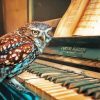 Owl Bird Playing Piano Paint By Number