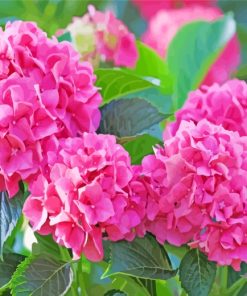 Pink Hydrangeas Paint By Number