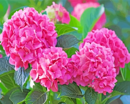 Pink Hydrangeas Paint By Number