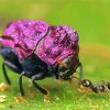 Purple Beetle And Ant Paint By Number