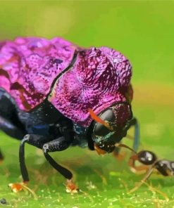 Purple Beetle And Ant Paint By Number