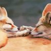 Sleepy Fox Couple Paint By Number