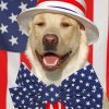 The Patriotic Dog Paint By Number