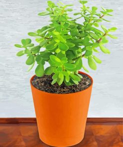 Jade Plant In Jug Paint By Number