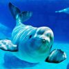 Baby Beluga Whale Paint By Number