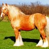 Beige Cob Horse Paint By Number