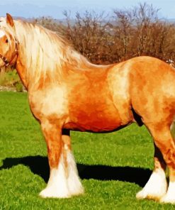 Beige Cob Horse Paint By Number