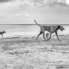 Monochrome Dogs On Beach Paint By Number